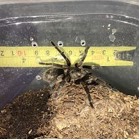 0.1 Euathlus sp Blue femur 1/2