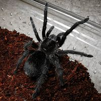 Grammostola Pulchra Juvinile