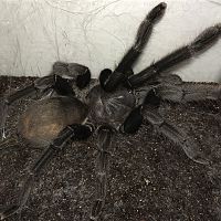 6.25”-6.75” Suspect Female Chilobrachys andersoni “Dark Morph” (Burmese Mustard Tarantula)