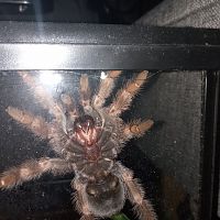 Brachypelma hamorii [ventral sexing] [1/3]