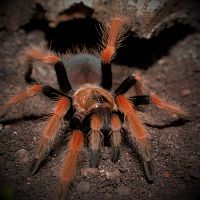 0.1 Brachypelma boehmei