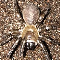 1.5”-1.75” Bothriocyrtum californium (California Trapdoor Spider)