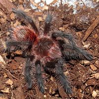 Wooly (Grammostola actaeon 2")