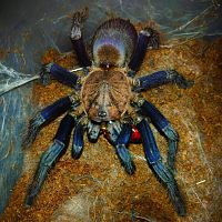 A Tarantula with No Name...