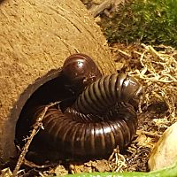 Millipedes 'Cuddling'