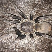 6.25”-6.75” Suspect Female Chilobrachys andersoni “Dark Morph” (Burmese Mustard Tarantula)