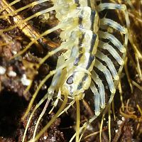 Scutigera coleoptrata