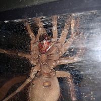 T. Stirmi 5" repost