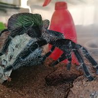 Pinky (Lasiodora parahybana)