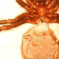 A.geniculata male or female? 1,5 cm body