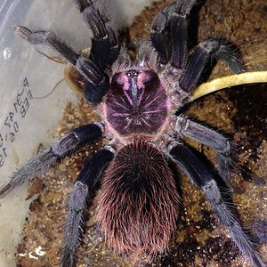 0.1 Xenesthis immanis Juvenile Female