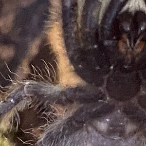 Poecilotheria Regalis male or female [1/2]