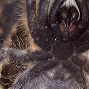 Poecilotheria Regalis male or female [2/2]