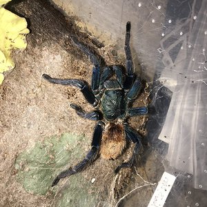 0.1 GBB #1