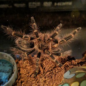 g pulchripes mating Arachnoboards