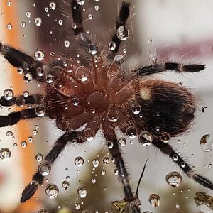 Acanthoscurria geniculata [ventral sexing]