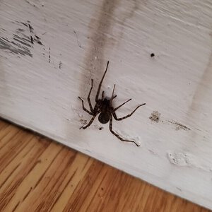 Spider From Newfoundland