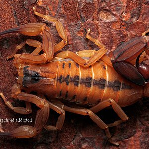 Tityus stigmurus.