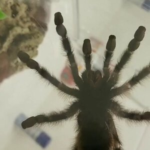 Avicularia avicularia [ventral sexing] [1/4]