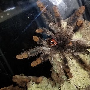 Avicularia avicularia [ventral sexing] [3/4]