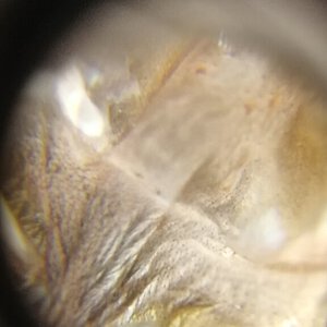 Heteroscodra maculata [molt sexing] [1/3]