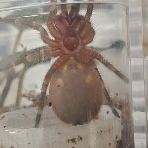 2" Acanthoscurria geniculata [ventral sexing] [3/3]