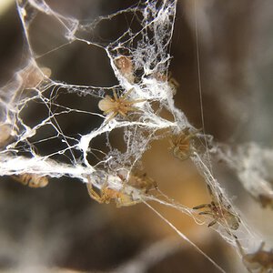 Kukulcania hibernalis spiderlings