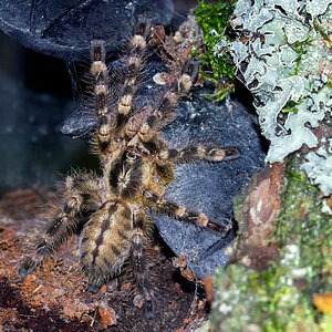 Poecilotheria subfusca "Lowland"