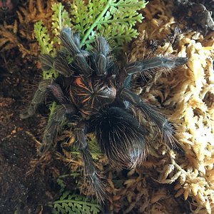 Pamphobeteus sp. machala juvenile male 5” dls