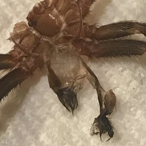 A genic molt sex