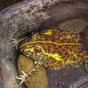 Baby African bullfrog enjoying a swim