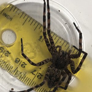 Dolomedes sp