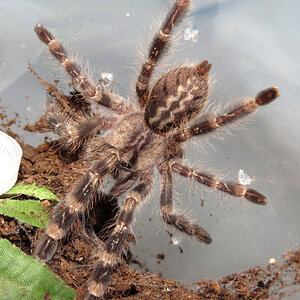 Pavlov (♂ Poecilotheria regalis 2.75")