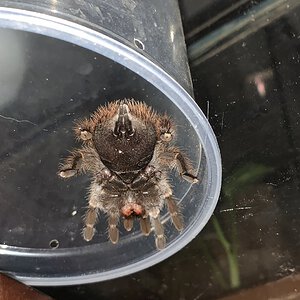 4" Aphonopelma johnnycashi ventral [2/3]