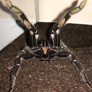 One Angry T.... (6.25”-6.75” Suspect Female Chilobrachys andersoni “Dark Morph”)