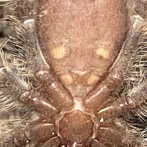 Poecilotheria Tigrinawesseli male or female