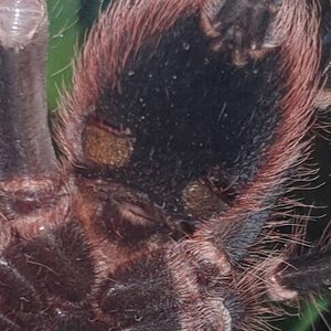 A Geniculata