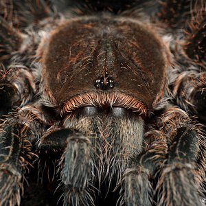 Grammostola rosea.