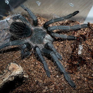 Freshly Moulted Lasiodora parahybana Juvenile Female