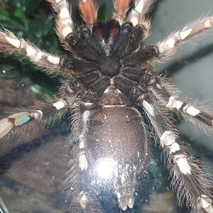 6" Poecilotheria ornata [ventral sexing] [1/2]