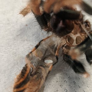 chromatopelma cyaneopubescens sling molt, approx 0.8"