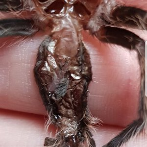 5-6cm Tliltocatl albopilosus [molt sexing] [1/2]
