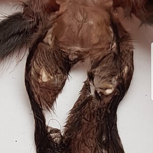5-6cm Tliltocatl albopilosus [molt sexing] [2/2]