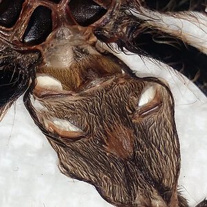 Tliltocatl albopilosus [molt sexing] [1/2]