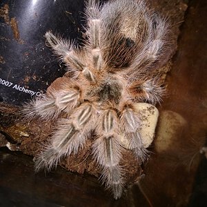 Grammostola sp. "Maule"