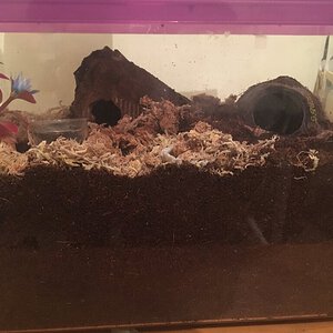 Selenotypus sp. "Wallace" enclosure