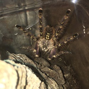 Poecilotheria subfusca