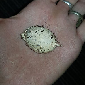 Cyriopagopus lividus eggs