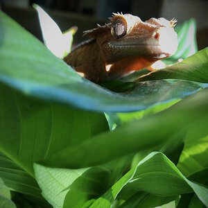 Crested gecko