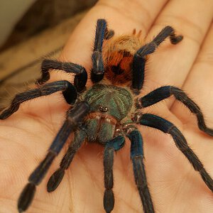 Freshly molted GBB